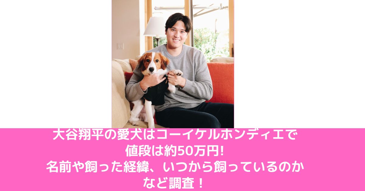 大谷翔平の愛犬はコーイケルホンディエで値段は約50万円!名前や飼った経緯、いつから飼っているのかなど調査！